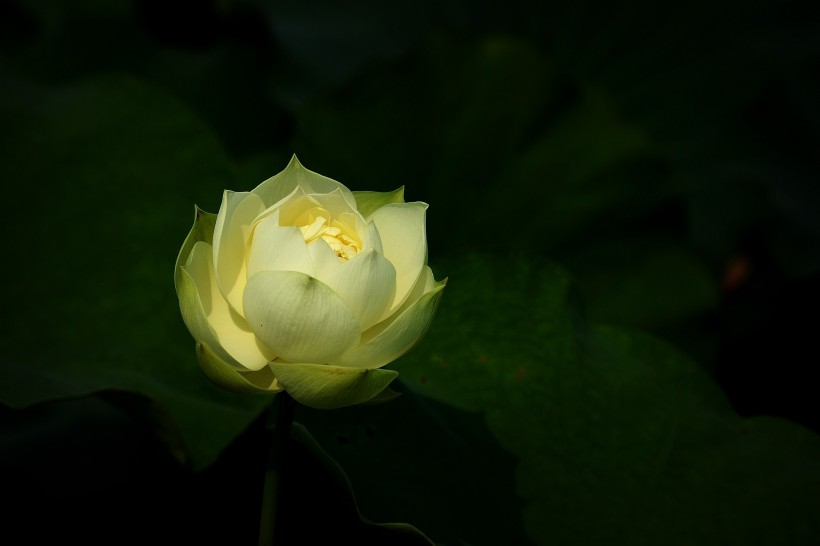 浅黄色荷花图片