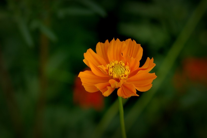 金色硫华菊图片