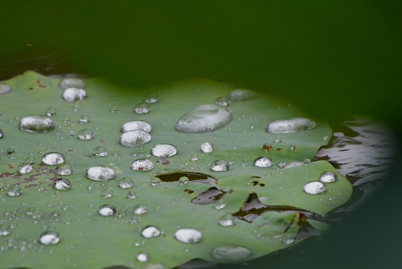 雨后娇艳的荷花图片