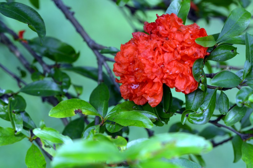 石榴花图片