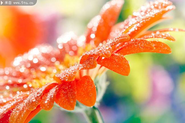 雨后的雏菊特写图片