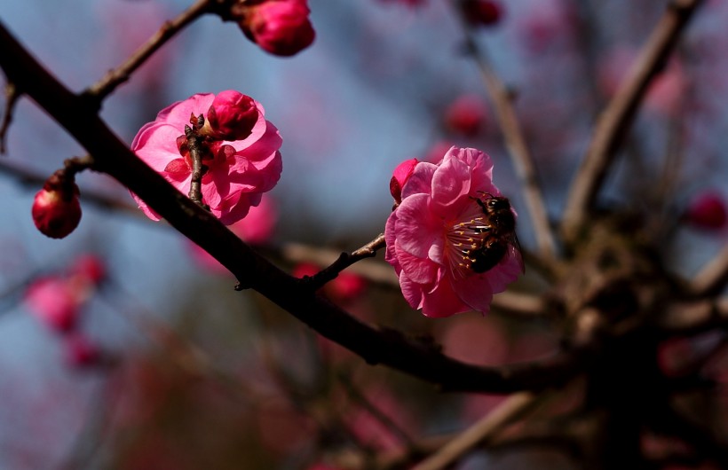 粉红色梅花图片