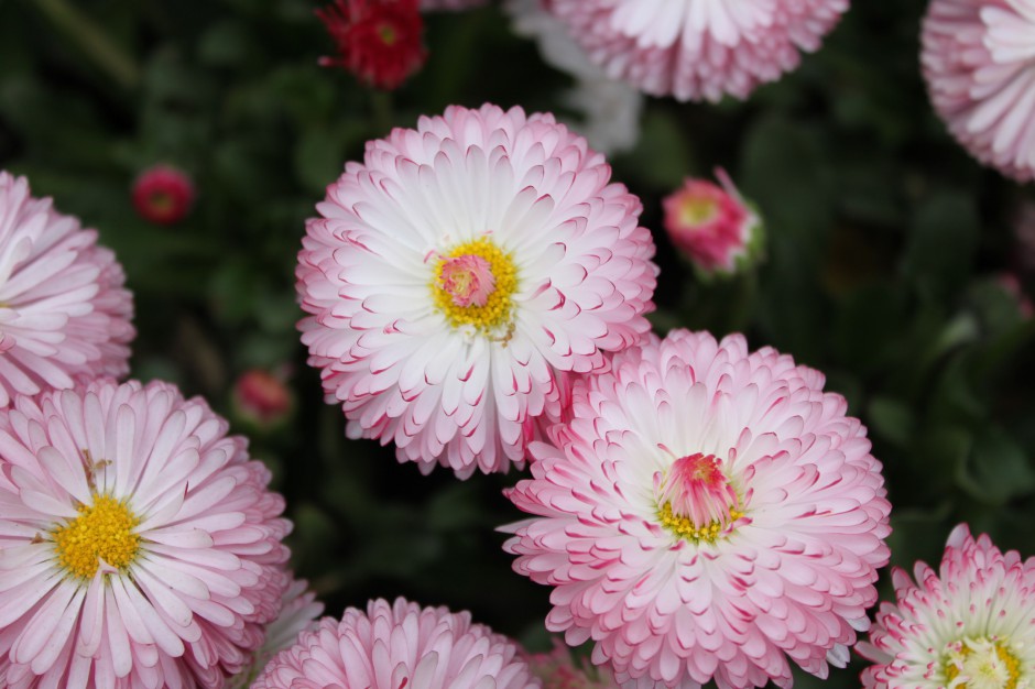 雛菊粉紅色花海圖片