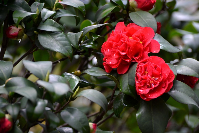 紅山茶花圖片