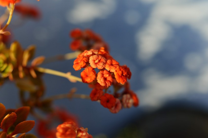 長(zhǎng)壽花圖片