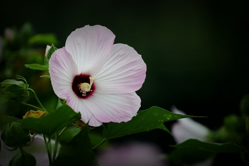 各種顏色的芙蓉花圖片