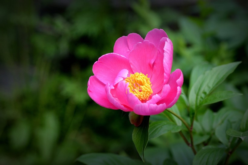 粉嫩芍药花图片