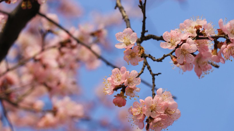 春季盛開(kāi)的桃花圖片