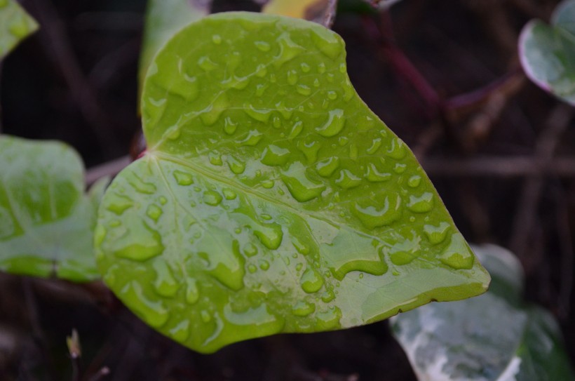 綠葉上的水珠圖片