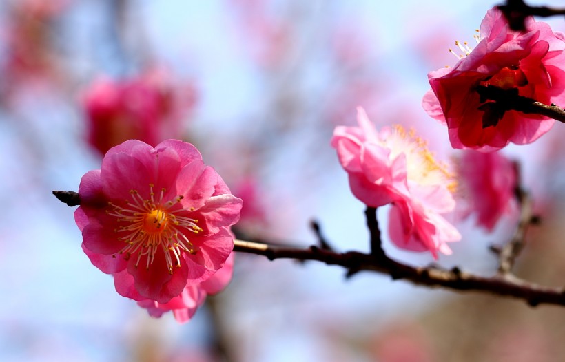 粉紅色梅花圖片