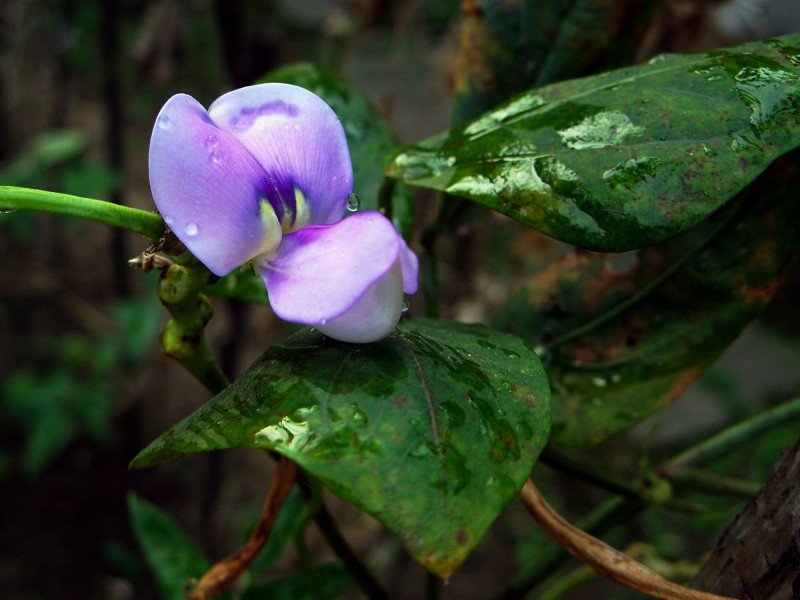 紫色豌豆花图片