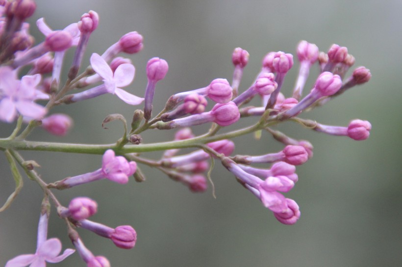 紫色丁香花图片