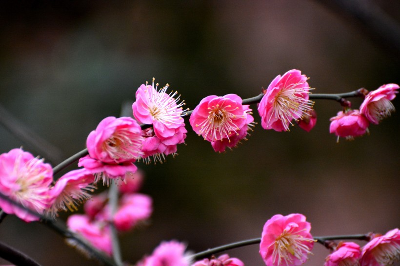 紅梅花圖片