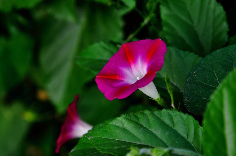 粉紅色牽牛花圖片