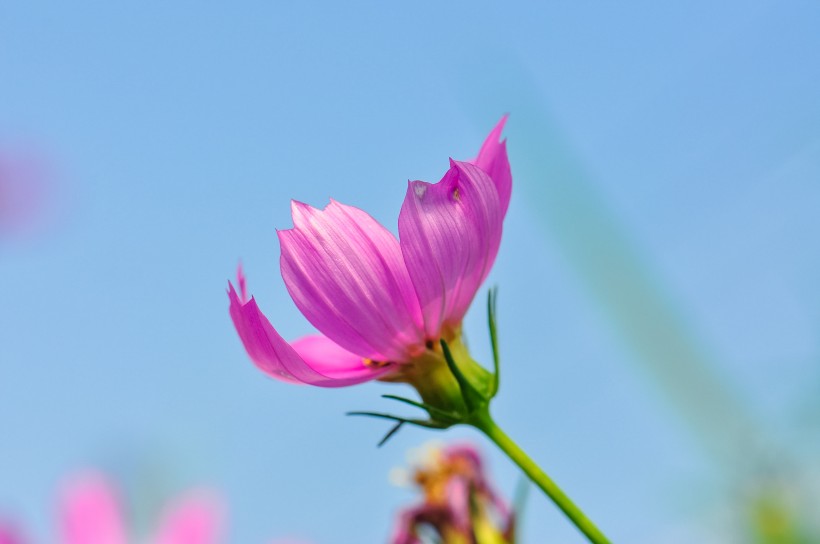 粉色波斯菊图片