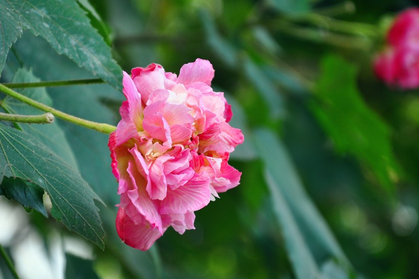 粉色木芙蓉图片  