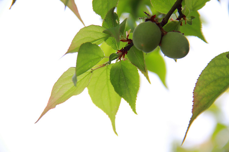 梅花過(guò)后是青梅