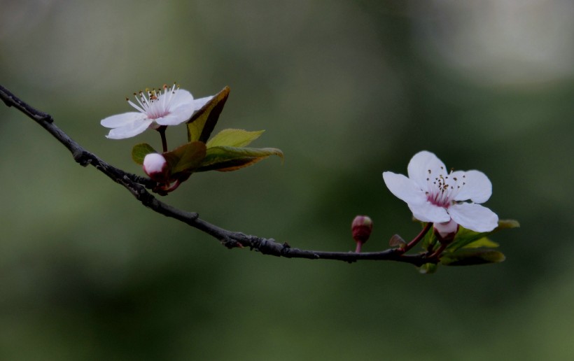 梅花圖片