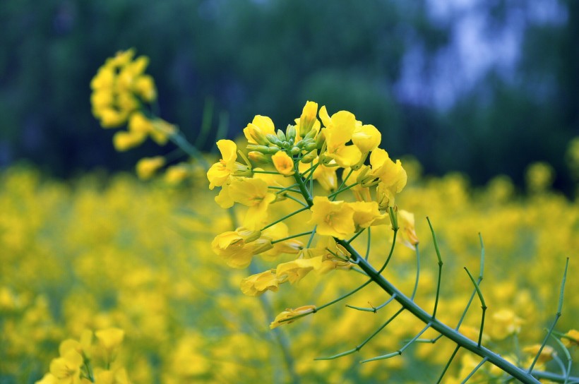 唯美油菜花特寫圖片