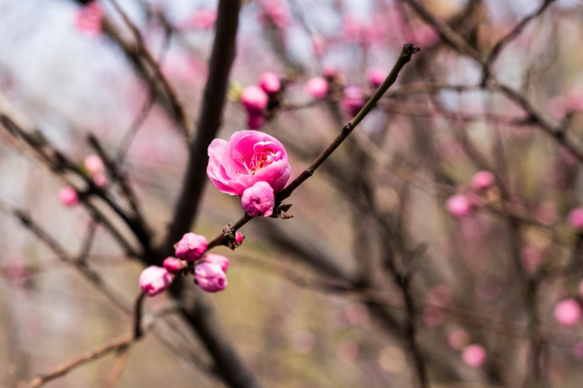 春风里盛开的桃花图片