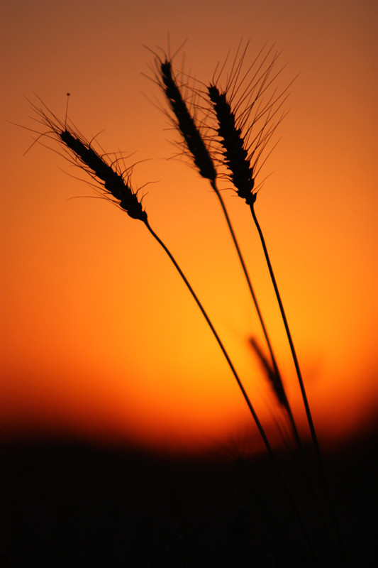 夕阳下的麦穗