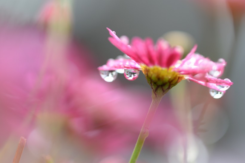 带露珠的花朵图片