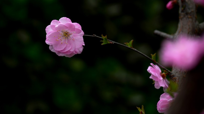 粉红色杏花图片