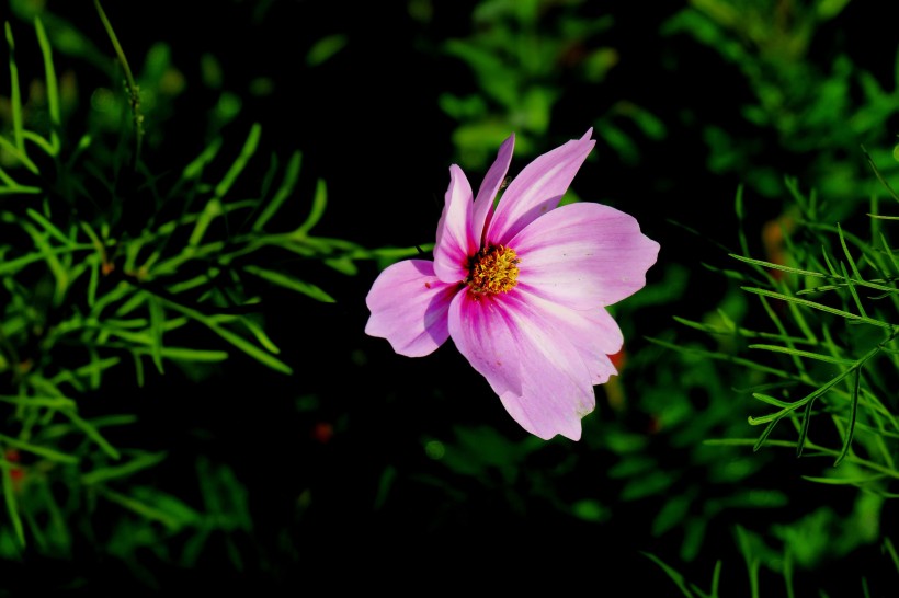 唯美格桑花图片