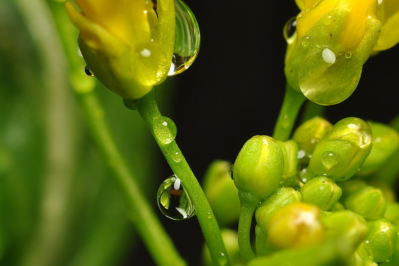 黄色的菜心花图片