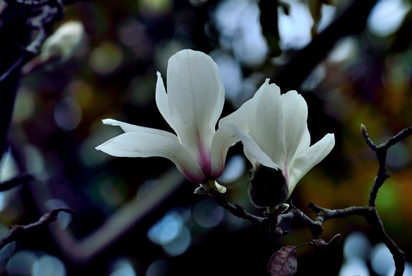 白玉兰花图片