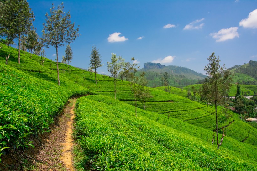 绿色茶叶植物图片