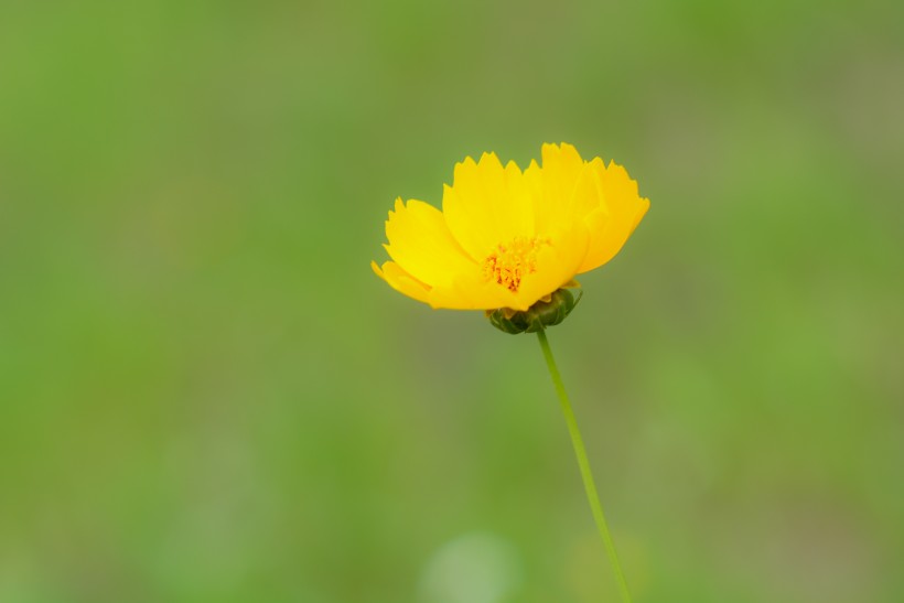 黄色菊花图片