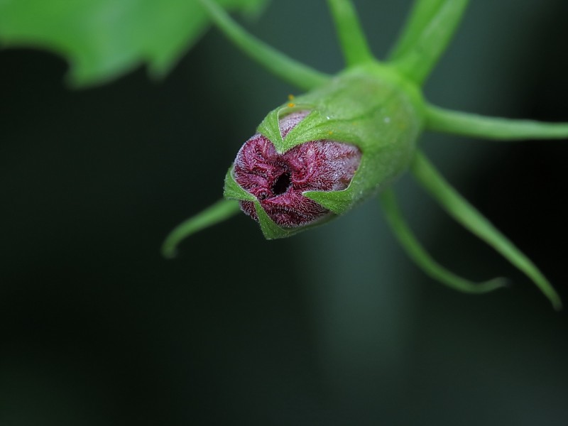 朱槿花蕊图片