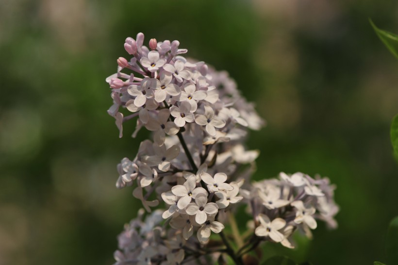 淡雅丁香花图片