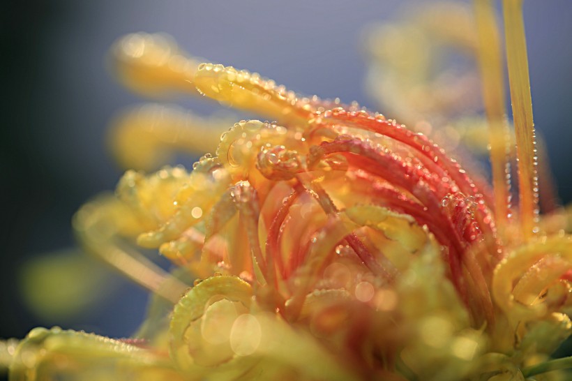 唯美菊花花瓣图片