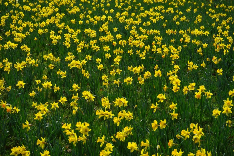 黃色水仙花圖片