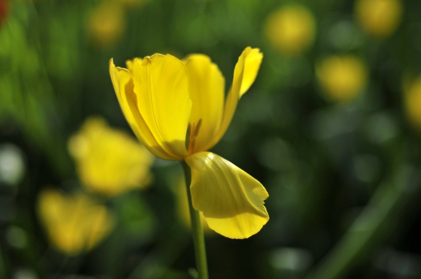 郁金香花卉圖片