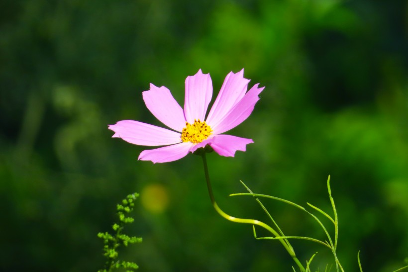 格桑花图片