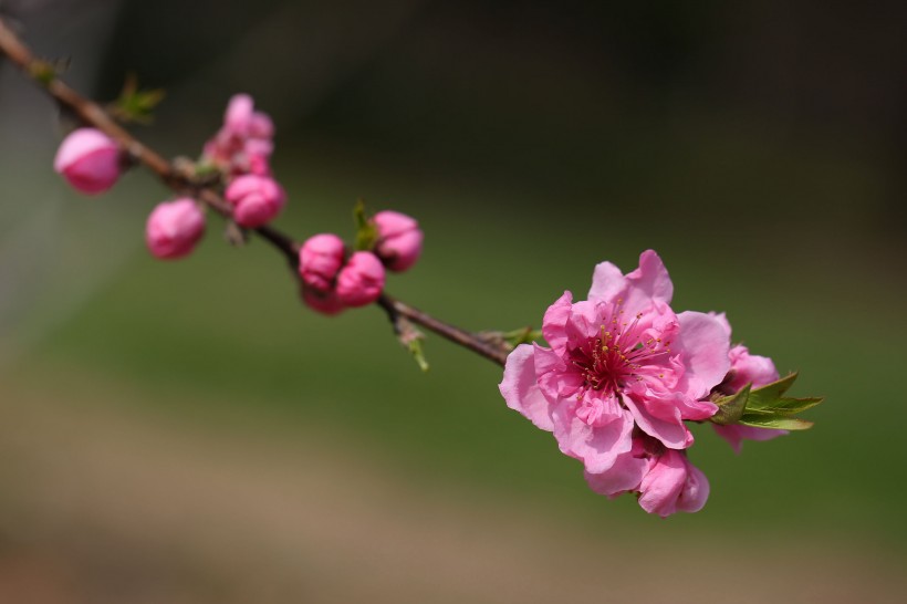 桃花圖片