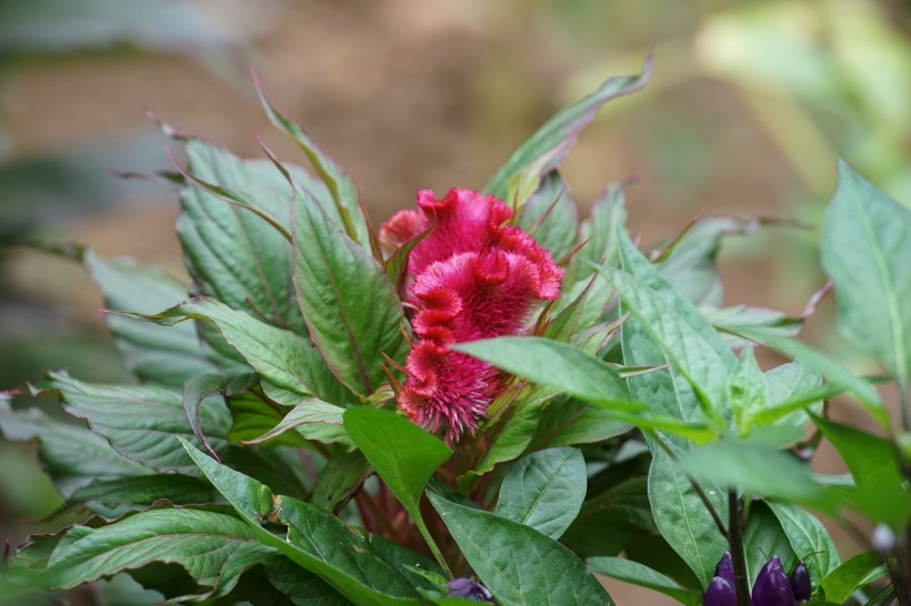 紅色雞冠花圖片