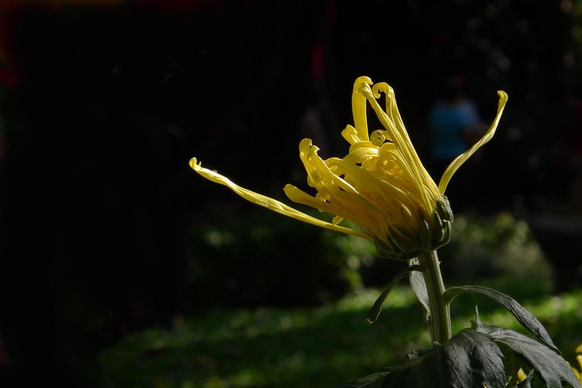 茂盛菊花图片