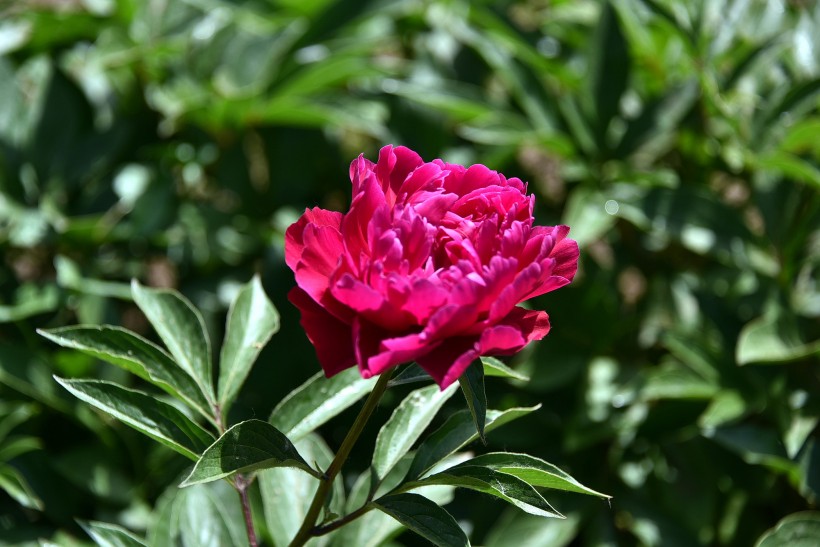 花相芍藥圖片