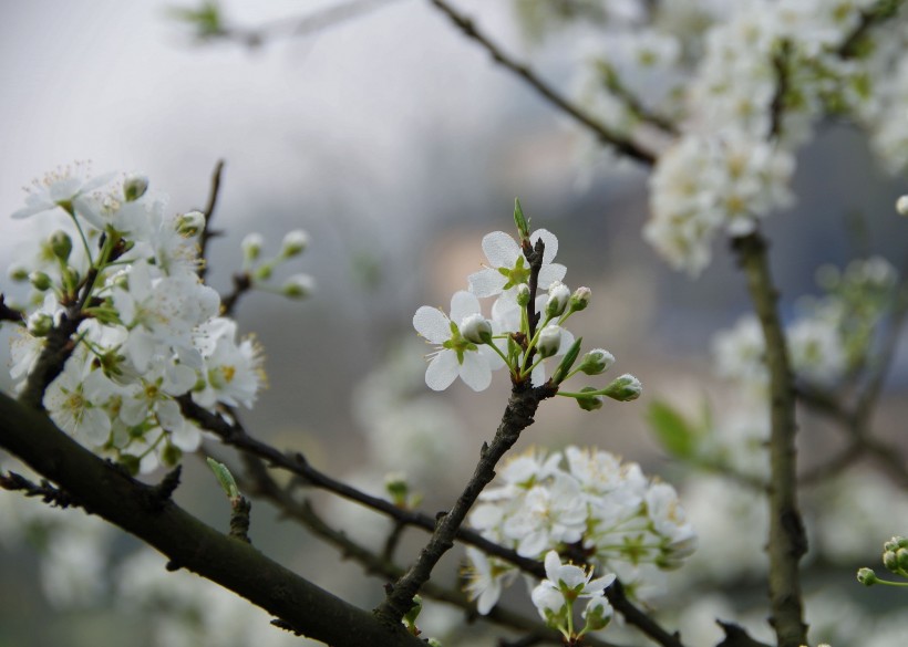 白色李花图片