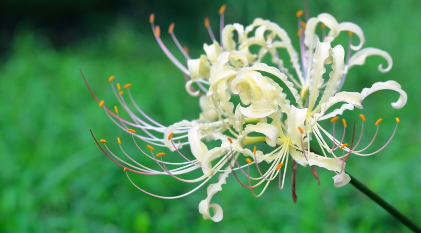 優(yōu)雅彼岸花圖片