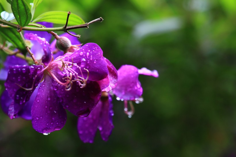 紫花野牡丹图片