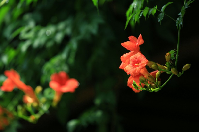 凌霄花圖片