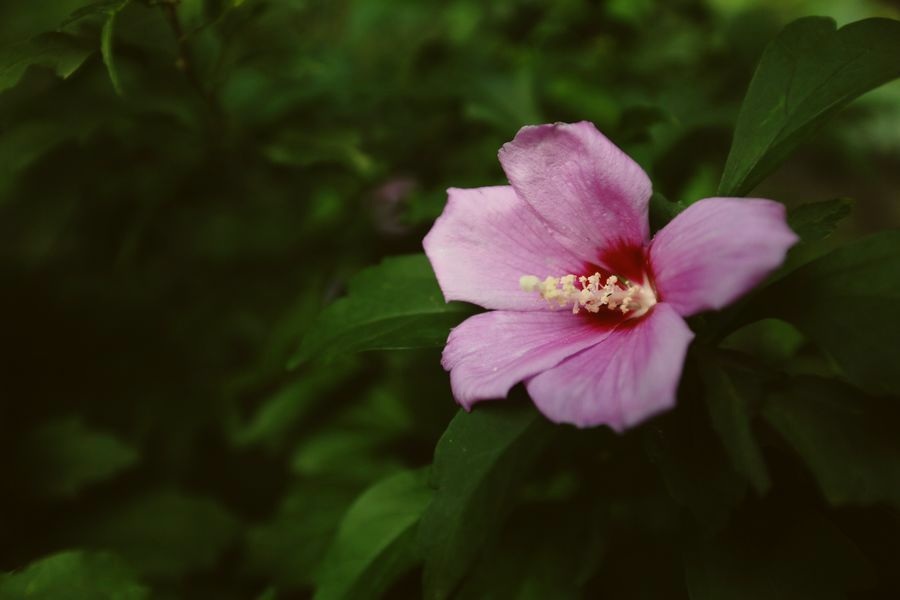 廣角拍木槿花