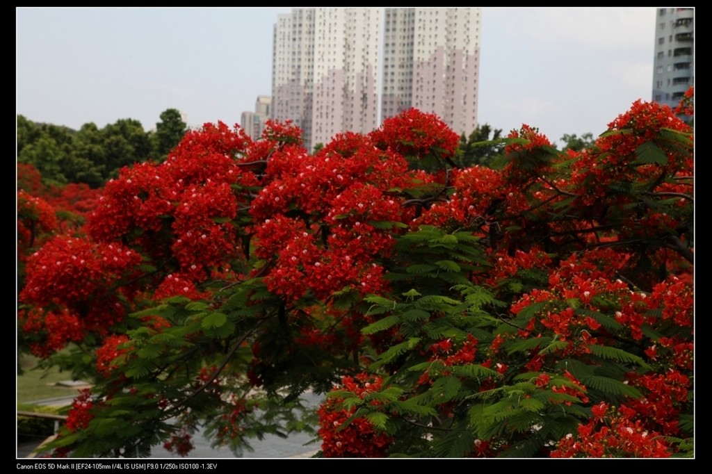 鳳凰花開(kāi)紅似火