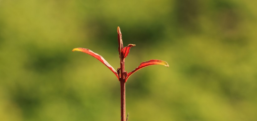 秋季绿色的小嫩芽图片