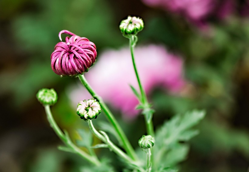 菊花圖片